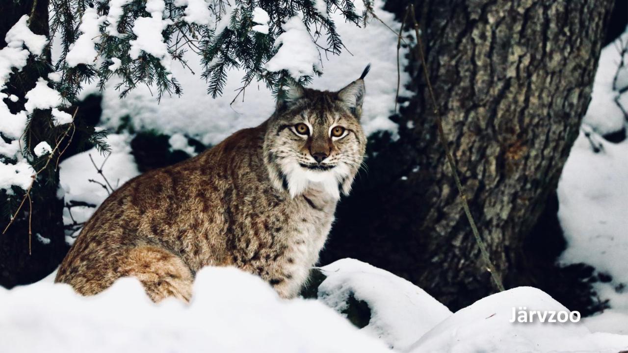 Nyrenoverat Boende I Vackra Järvsö Extérieur photo