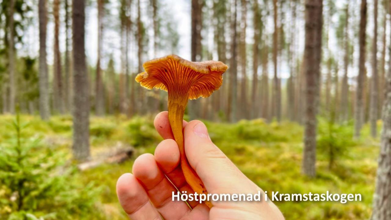 Nyrenoverat Boende I Vackra Järvsö Extérieur photo